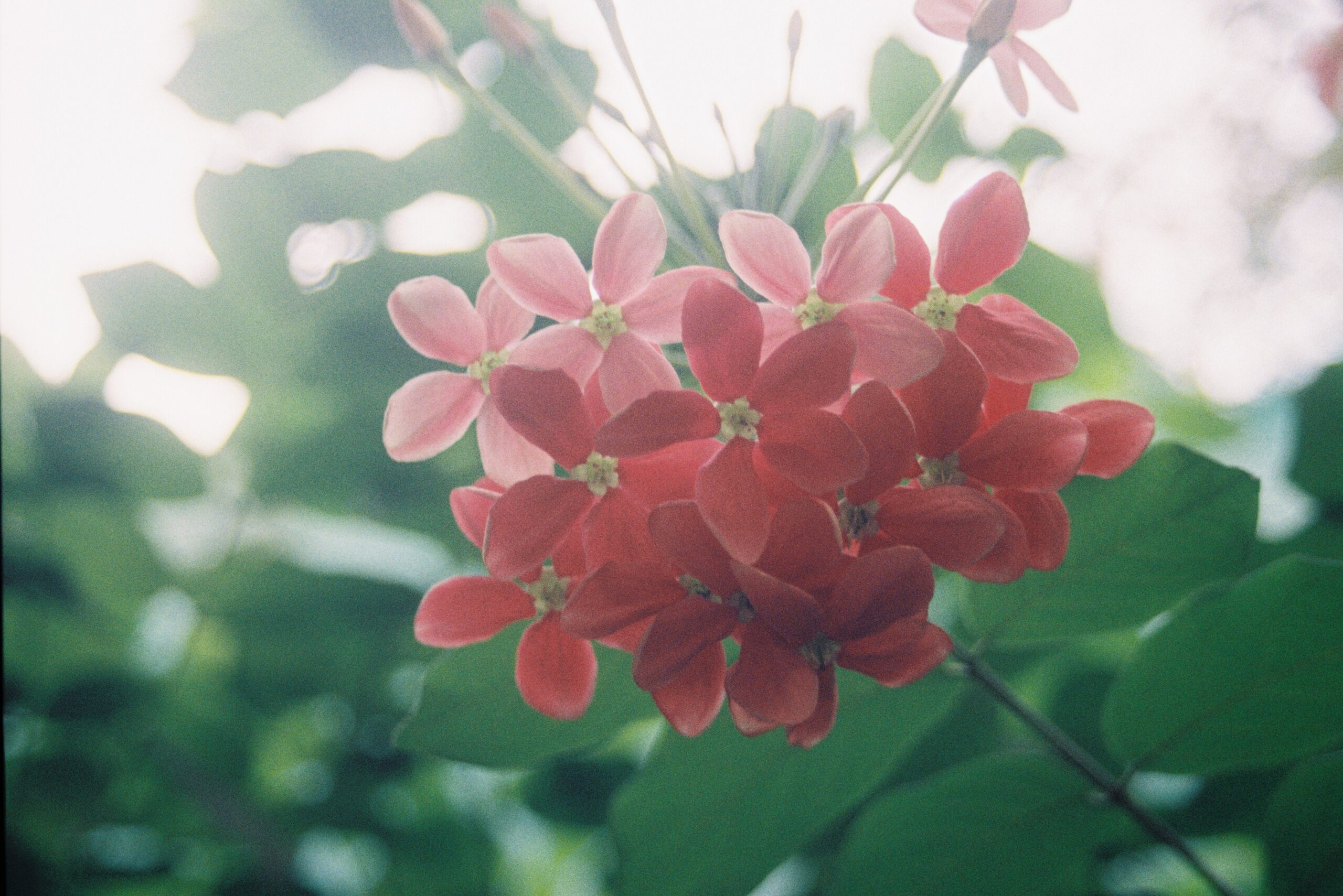 KODAK GB200 (16)